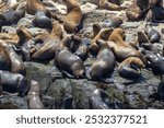 Playful moments with the locals at the Palomino Islands - Callao Peru, Nothing like watching these sea lions in their natural paradise