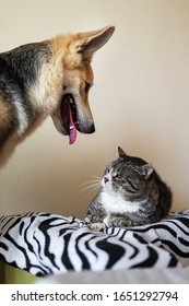 Playful Mongrel Dog And Annoyed Old Striped Cat Lying On Bed At Home Looking At Each Other