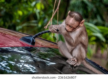 Playful monkeys  animals - monkey exploring car FM antennae