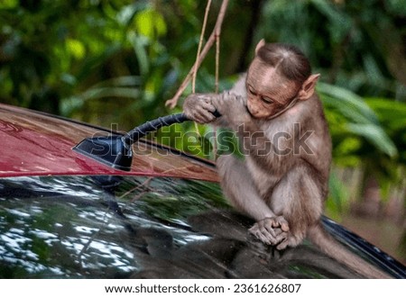 Playful monkeys  animals - monkey exploring car FM antennae