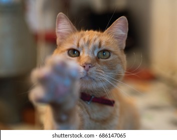 A Playful Orange Cat Give Us A High Five