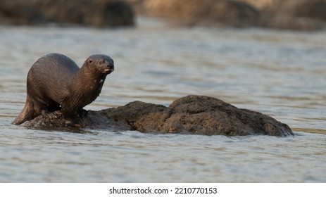 Playful Otters In The Chobe River