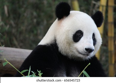 A playful panda is eating bamboo