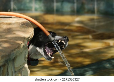 Playful Pet Dog Biting At Hose Water From Pool During Summer.