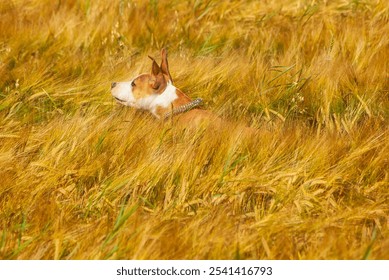 Playful Pup in a Golden Field. Alert American Staffordshire Terrier Puppy Enjoying a Sunny Day in a Barley Field - Powered by Shutterstock