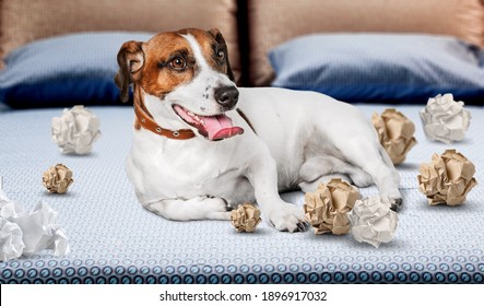 Playful Puppy Dog After Mischief Biting Paper Lying On Couch At Home.