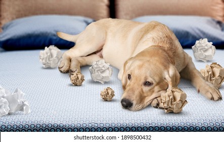 Playful Puppy Dog After Mischief Biting Paper Lying On Couch At Home.