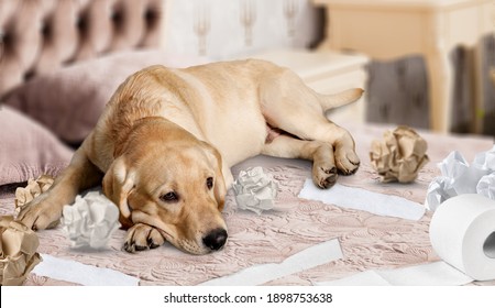 Playful Puppy Dog After Mischief Biting Paper Lying On Couch At Home.