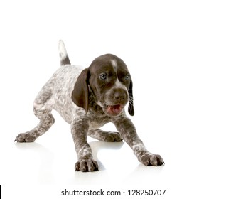 playful puppy - german short haired pointer puppy isolated on white background - 5 weeks old