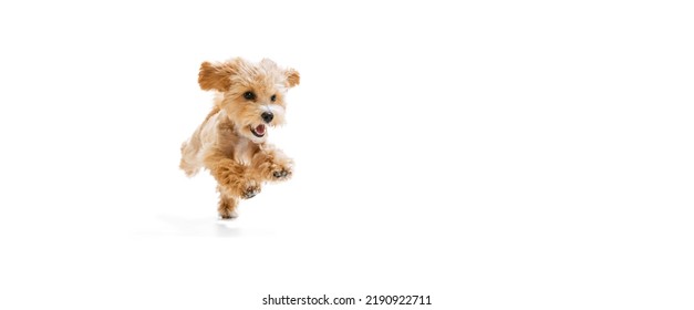 Playful puppy, little Maltipoo dog running, playing isolated over white background. Concept of care, animal life, health, show, breed of dog. Copy space for ad - Shutterstock ID 2190922711