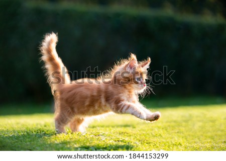 playful red ginger tabby maine coon kitten running on grass outdoors in sunlight