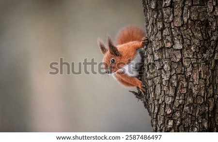 Playful red squirrel exploring a winter tree, full of life and curiosity