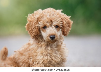 teddy bear poodle puppies