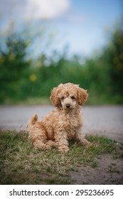 Playful red toy poodle puppy jumps, runs, plays