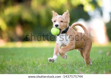 A playful red and white mixed breed puppy running through the grass with a ball in its mouth