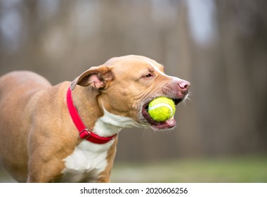 A Playful Retriever X Pit Bull Terrier Mixed Breed Dog Holding A Ball In Its Mouth