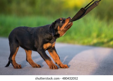 playful rottweiler puppy pulling on a leash