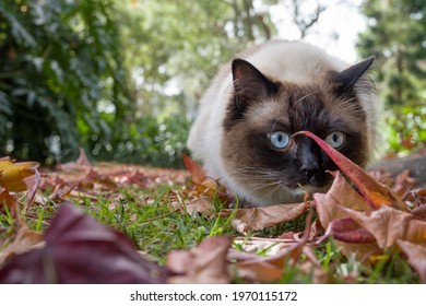 Playful seal point ragdoll cat looking at a leaf in a park outdoors in nature