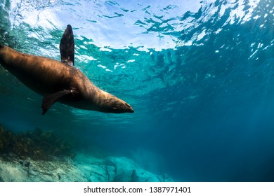 Playful seal swimming in the crystal clear water, Australia - Shutterstock ID 1387971401
