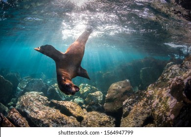 Playful seal swimming in the crystal clear water, Australia - Shutterstock ID 1564947799