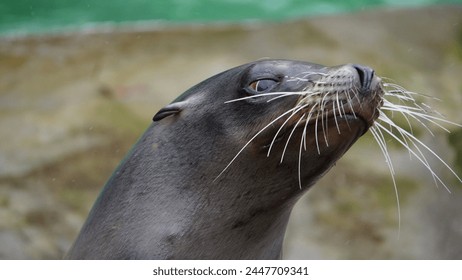 A playful sealion in the pool. Spring. Cologne Zoo. Germany.
