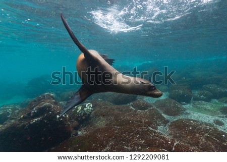 A playful sealion swims in the waters around the Galapagos islands