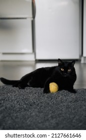 Playful Senior Female Cat With Black Hair Lies And Plays Her Toy At Home