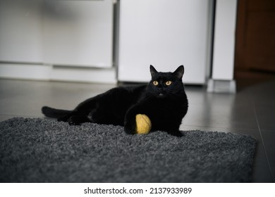 Playful Senior Female Cat With Black Hair Lies And Plays Her Toy At Home