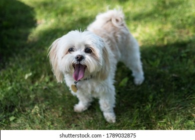 614,191 Small white dog Images, Stock Photos & Vectors | Shutterstock