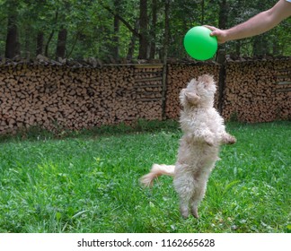 Playful small Havanese Bichon dog, jumping to grab a green balloon, outdoor, in nature, on a sunny day. - Shutterstock ID 1162665628