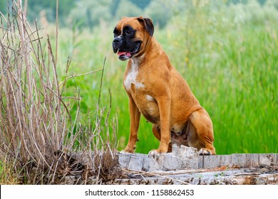 Playful , Smart, Strong Beautiful Boxer Dog  In Nature