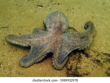 Playful Southern Octopus (octopus Australis) Cephalopod Moves Across Sandy Ocean Floor