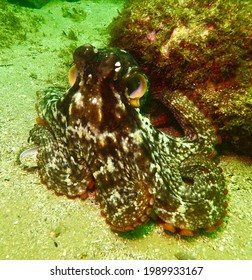 Playful Southern Octopus (octopus Australis) Cephalopod Moves Across Sandy Ocean Floor