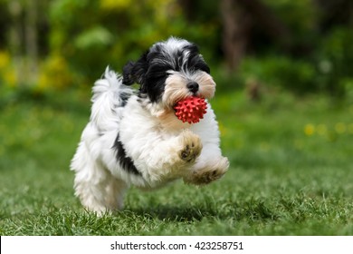 Playful spotted havanese puppy dog is running with a red ball in his mouth in a spring garden - Powered by Shutterstock