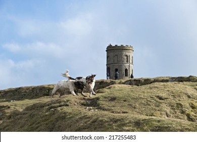 Playful Springer Spaniels, Solomons Temple, Buxton, UK