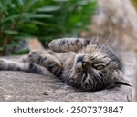 Playful stray cat close-up in cobblestone alley of Hydra Island, Saronic Gulf, Aegean Sea, Greece 