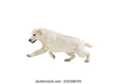 Playful. Studio Shot Of Golden Retriever, Purebred Dog Running Isolated On White Background. Concept Of Animal, Pets, Vet, Friendship. Copy Space For Ad, Design