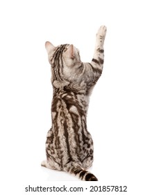 Playful Tabby Cat Back View Isolated Stock Photo (Edit Now) 201857812