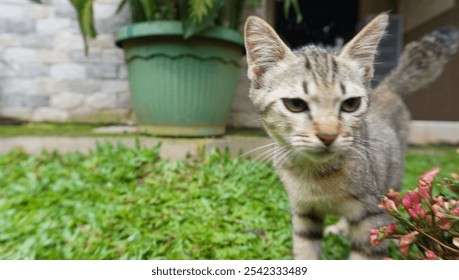 A playful tabby cat curiously explores a garden surrounded by vibrant plants and greenery. The image captures the essence of a sunny day with natural curiosity and exploration of the feline - Powered by Shutterstock