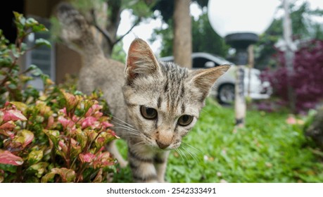 A playful tabby cat curiously explores a garden surrounded by vibrant plants and greenery. The image captures the essence of a sunny day with natural curiosity and exploration of the feline - Powered by Shutterstock