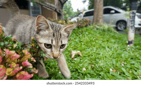 A playful tabby cat curiously explores a garden surrounded by vibrant plants and greenery. The image captures the essence of a sunny day with natural curiosity and exploration of the feline - Powered by Shutterstock