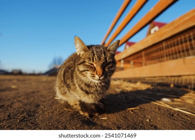 Playful tabby cat exploring the sunny country path while a child wanders near a rustic wooden fence on a clear afternoon - Powered by Shutterstock