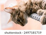 A playful tabby cat hangs upside down on a perch, capturing its curious and lively personality