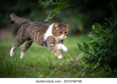 Playful Tabby White Cat Running And Jumping On Green Lawn Outdoors In The Back Yard