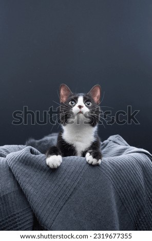 playful tuxedo cat on gray blanket. paws out and looking up at copy space. studio shot on gray background.