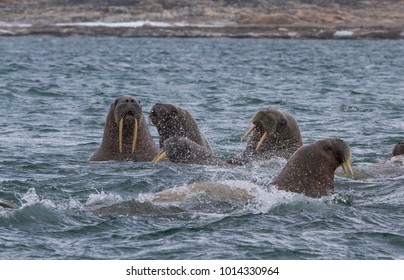 78 Walrus Task Images, Stock Photos & Vectors 