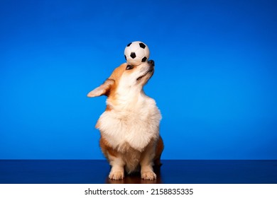 3,286 Perro jugando soccer Images, Stock Photos & Vectors | Shutterstock