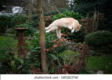 Playful White Ginger Maine Coon Cat Jumping Off A Tree Outdoors In The Back Yard