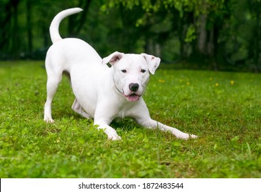 A Playful White Retriever X Terrier Mixed Breed Dog In A Play Bow Position