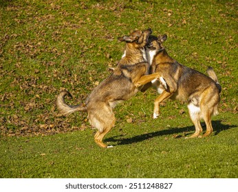 Playful wrestle between two excited mixed breed dogs on garden lawn strewn with colorful autumn leaves. A lively and happy gathering of adopted canine brother and sister on a beautiful sunny day. - Powered by Shutterstock